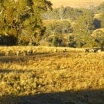 interfaceaustraliaP1440768-products-distant sheep