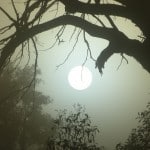 Carol Jones Paddock Paparazzi - Moon Through The Trees