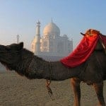 shoe bag-travel camel