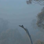 interfaceaustralia-brass bristle brush-magpie over mist