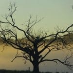 interfaceaustraliaP1460341-ironing diva-dead tree silhouette