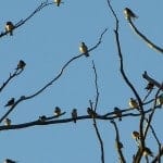 interfaceaustraliaP2160540-ironing diva-swallows in bare branches