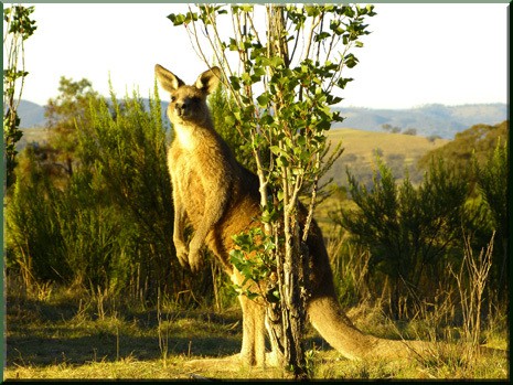 10 Ironing Diva Kangaroo At Poplar
