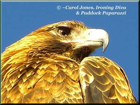 Ironing Diva P2130641 Wedge-tail Eagle #2