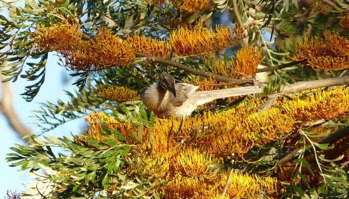 Our Story Chapter 4 P1230610 Friarbird In Silky Oak 700 x 400