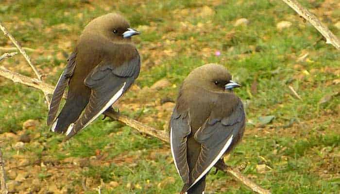 Our Story Chapter 6 P2310920 Dusky Woodswallows 700 x 400