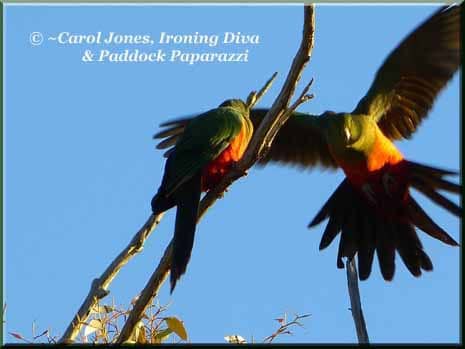 Ironing Diva Love Letters #10 P1930201 King Parrots Female 465 x 349