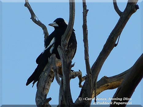 Ironing Diva Metro Pro 041 A Blue Sky In Early Light. A Magpie In A Stringybark. 2016 June 07