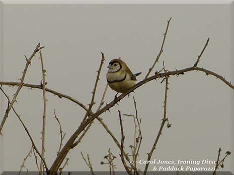 Ironing Diva Metro Pro 049 A Double Barred Finch Under Grey Skies