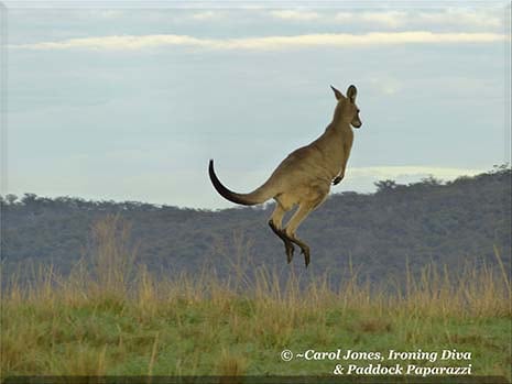 Ironing Diva Metro Pro 057 A Kangaroo In Training For The High Jump At Rio. 2016 July 14