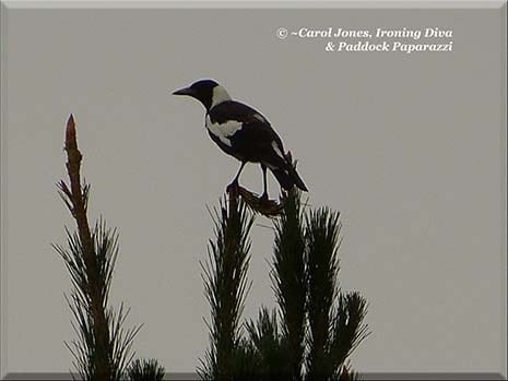 Ironing Diva Metro Pro 059 A Magpie Straddles The Broken Tip Of A Pine Branch In A Very Bleak Sky 2016 July 20