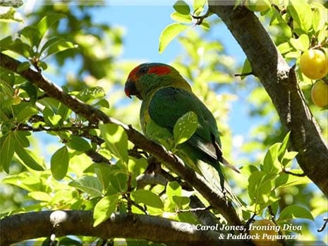 Ironing Diva Metro Pro 061 A New Visitor To My Garden. A Musk Lorikeet Discovers My Cherry Plums 2016 July 25