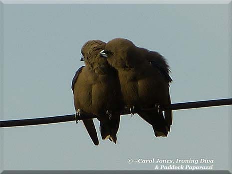 Ironing Diva Metro Pro 063 A Pair Of Dusky Woodswallows. Come Closer And Let Me Whisper In Your Ear. 2016 jULY 28
