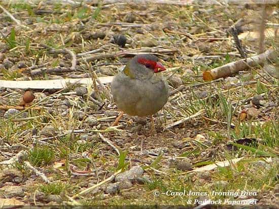 Ironing Diva Metro Pro 066 A Red Browed Firetail Finds A Seed In The Paddock Litter. 2016 August 03