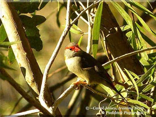 Ironing Diva Metro Pro 066 A Red Browed Firetail. In A Bottlebrush. In My Vegetable Garden. 2016 August 03