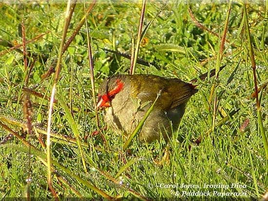 Ironing Diva Metro Pro 071 A Sunny Morning. A Red Browed Firetail Frolics In The Dewy Paddock Grass. 2016 August 14