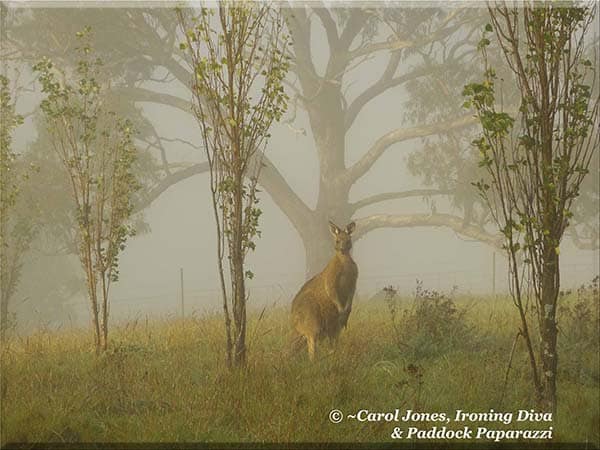 A Very Damp Kangaroo. Enveloped In The Morning Fog.
