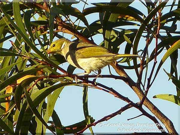 Ironing Diva Metro Pro 076 A White Plumed Honeyeater. In A Native Wattle Sapling. Hunts For Insects. 2016 August 23