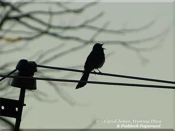 Ironing Diva Metro Pro 078 A Willie Wagtail Sings Its Sweet Song At Sunrise 2016 August 27