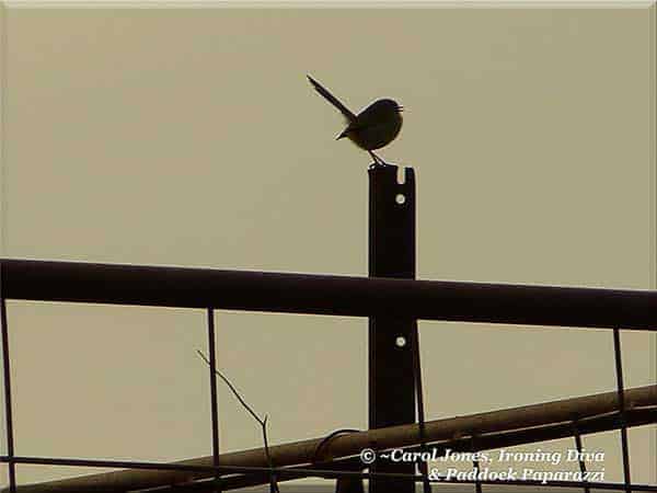 Ironing Diva Metro Pro 079. A Wren. In Silhouette. At Daybreak. On The Holding Pens Of The Woolshed. 2016 August 29