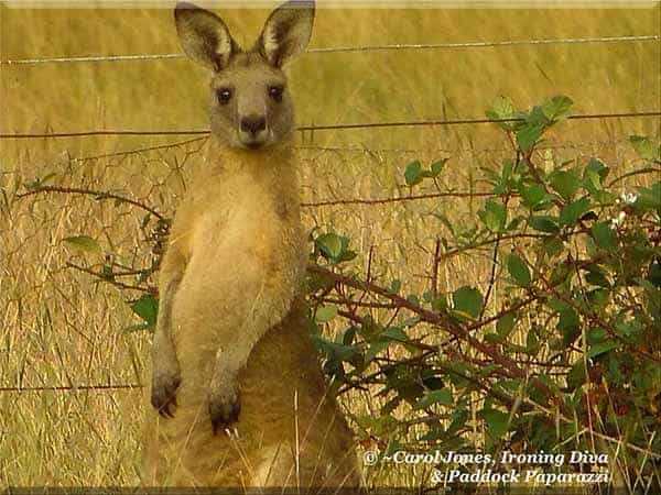 Ironing Diva Metro Pro 080 A Young Kangaroo. Follows My Every Move. 2016 August 31
