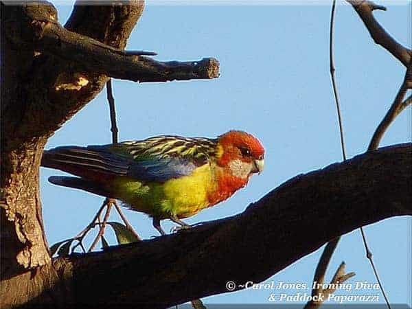 Ironing Diva Love Letters #33 An Eastern Rosella Not Sure Of Its Footing In This Morning's Brisk Wind 2016 September 07