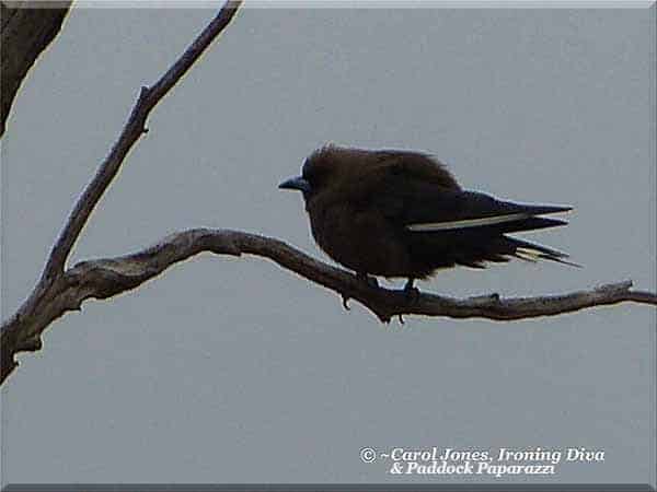 ironing-diva-love-letters-37-bleak-smoky-windy-cold-a-dusky-woodswallow-fluffs-up-in-the-wind-and-cold-2017-january-03