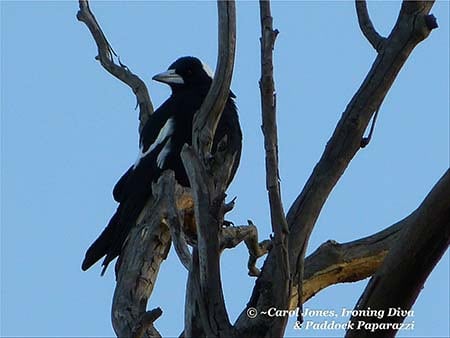 #2 A Blue Sky In Early Light. A Magpie In A Stringybark. Surveys Its Domain. 450 x 338 2017 December 05