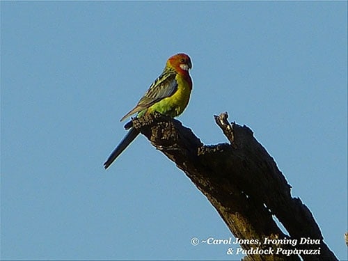 #2 A Colourful Eastern Rosella Perches On A Totem Pole Early Morning 2014 Sept 05 (BLOG)