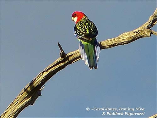 A Blue Sky. A Gorgeous Eastern Rosella. A Perfect Autumn Morning. 500 x 375 2014 March 23 (BLOG)