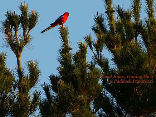 P2610705 2017 May 03 500 x 375 Birds. Crimson Rosella. Pine Tree.