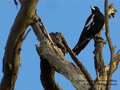 An Australian Magpie