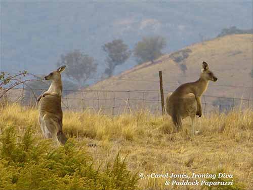 Kangaroos Have A Scratch On A Misty Morning