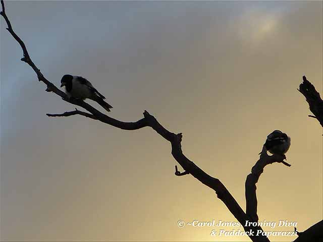 Butcherbirds. At Daybreak.