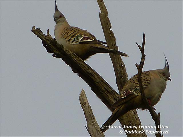 Crested Pigeons. With Perfectly Gelled Faux Hawks. David Beckham Is Jealous.
