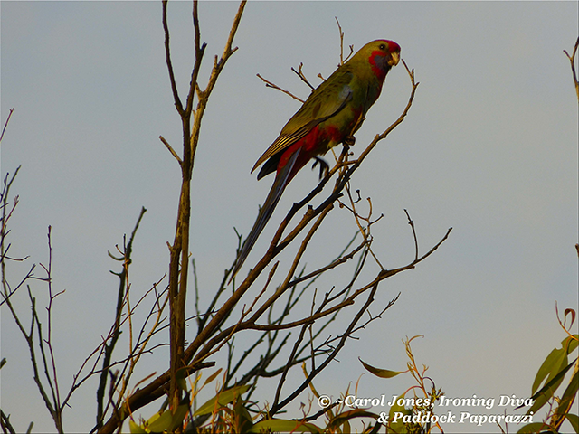 Crimson Rosella Fledgling. Posing For A Chinoiserie Painting.