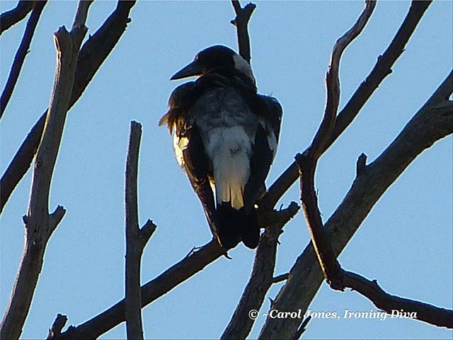 A Magpie Backlit By The Rising Sun.