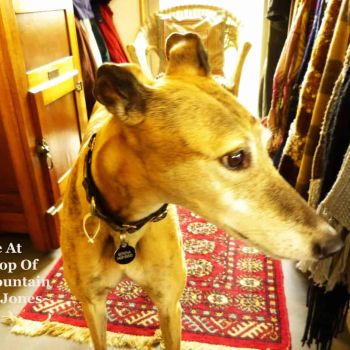 Serena. Our 9 Year Old Rescue Greyhound. In The Coat Room.